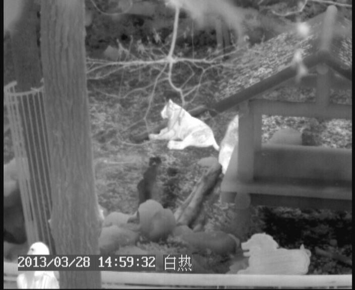紅外熱像儀白熱效果圖(動(dòng)物園的獅子)